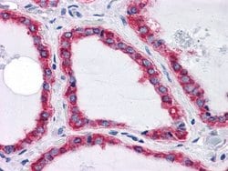 Invitrogen GRP78 Monoclonal Antibody (4E3) 100 &mu;L; Unconjugated:Antibodies,