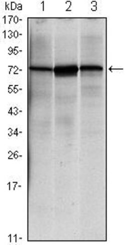 Invitrogen GRP78 Monoclonal Antibody (4E3) 100 &mu;L; Unconjugated:Antibodies,