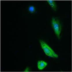 Invitrogen&trade;&nbsp;GST Tag Monoclonal Antibody (8-326), Alexa Fluor&trade; 488