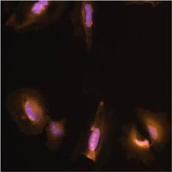 Invitrogen™ GST Tag Monoclonal Antibody (8-326), Alexa Fluor™ 555