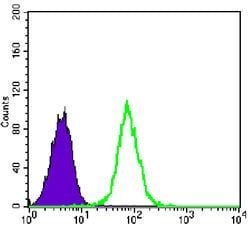 Invitrogen GYS1 Monoclonal Antibody (3A7) 100 &mu;L; Unconjugated:Antibodies,