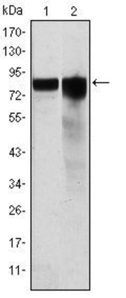 Invitrogen GYS1 Monoclonal Antibody (3A7) 100 &mu;L; Unconjugated:Antibodies,