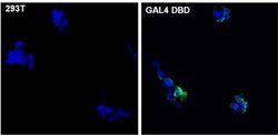 Invitrogen™ GAL4 Monoclonal Antibody (2GV-3)