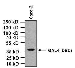 Invitrogen GAL4 Monoclonal Antibody (2GV-3) 50 &mu;L; Unconjugated:Antibodies,