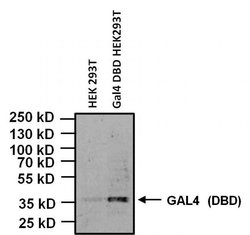 Invitrogen GAL4 Monoclonal Antibody (2GV-3) 50 &mu;L; Unconjugated:Antibodies,