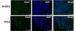 Invitrogen GATA3 Monoclonal Antibody (1A12-1D9) 100 &mu;g; Unconjugated:Antibodies,