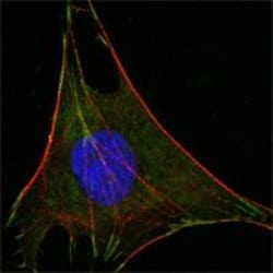 Invitrogen GPI Monoclonal Antibody (1B7D7) 100 &mu;L; Unconjugated:Antibodies,