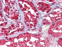 Invitrogen GPI Monoclonal Antibody (1B7D7) 100 &mu;L; Unconjugated:Antibodies,