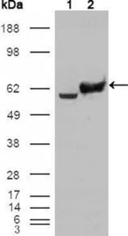 Invitrogen GPI Monoclonal Antibody (1B7D7) 100 &mu;L; Unconjugated:Antibodies,