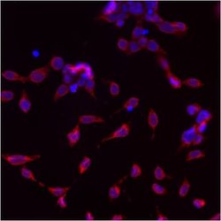 Invitrogen GRP78 Polyclonal Antibody 100 &mu;g; Unconjugated:Antibodies,