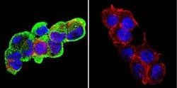 Invitrogen™ GRP94 Monoclonal Antibody (9G10)