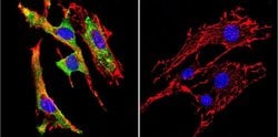 Invitrogen GRP94 Monoclonal Antibody (9G10) 100 &mu;L; Unconjugated:Antibodies,