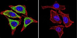 Invitrogen GRP94 Monoclonal Antibody (9G10) 100 &mu;L; Unconjugated:Antibodies,