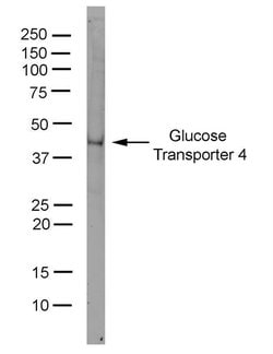Invitrogen GLUT4 Monoclonal Antibody (1F8) 50 &mu;g; Unconjugated:Antibodies,