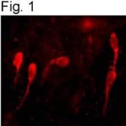 GnRH1 Polyclonal Antibody, Invitrogen 100 &mu;L; Unconjugated:Antibodies,