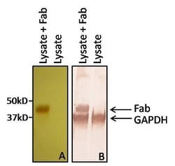 Invitrogen Goat anti-Human IgG F(ab')2 Secondary Antibody, HRP 2 mL; HRP:Antibodies,