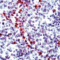 Invitrogen Granzyme B Polyclonal Antibody 1 mL; Unconjugated:Antibodies,