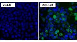 Invitrogen Green Renilla luciferase Polyclonal Antibody 100 &mu;g; Unconjugated:Antibodies,
