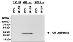 Invitrogen Green Renilla luciferase Polyclonal Antibody 100 &mu;g; Unconjugated:Antibodies,