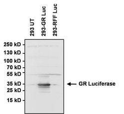 Invitrogen Green Renilla luciferase Polyclonal Antibody 100 &mu;g; Unconjugated:Antibodies,