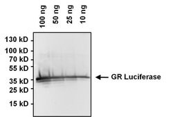 Invitrogen Green Renilla luciferase Polyclonal Antibody 100 &mu;g; Unconjugated:Antibodies,