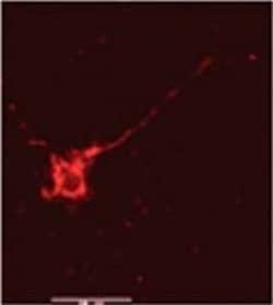 Invitrogen Phospho-NMDAR2B (Tyr1336) Polyclonal Antibody 200 &mu;L; Unconjugated:Antibodies,