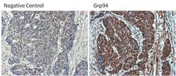 Invitrogen GRP94 Monoclonal Antibody (9G10) 100 &mu;L; Unconjugated:Antibodies,