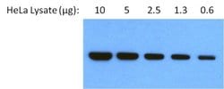 Invitrogen GRP94 Monoclonal Antibody (9G10) 100 &mu;L; Unconjugated:Antibodies,