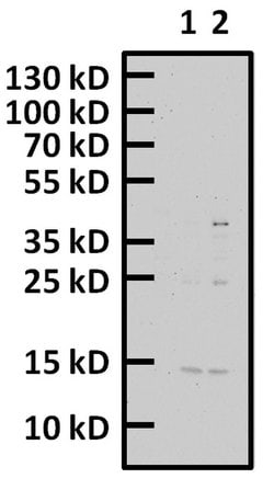 Invitrogen Phospho-Histone H2A.X (Thr120) Polyclonal Antibody 100 &mu;L;