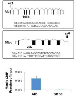 Invitrogen H3K14me2 Monoclonal Antibody (5HH3-2B10) 50 &mu;L; Unconjugated:Antibodies,