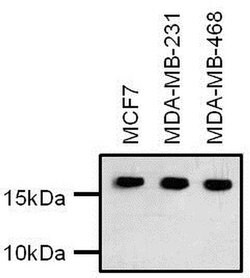 Invitrogen H3K27ac Polyclonal Antibody 100 &mu;g; Unconjugated:Antibodies,