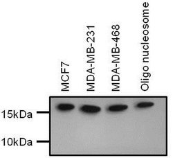 Invitrogen H3K4me1 Recombinant Superclonal Antibody, ChIP-Verified:Antibodies:Primary