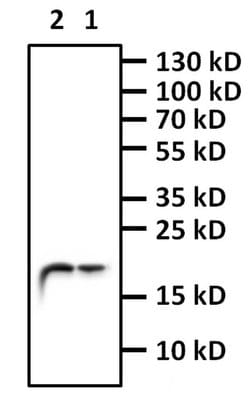 Invitrogen H3K4me1 Recombinant Superclonal Antibody, ChIP-Verified:Antibodies:Primary
