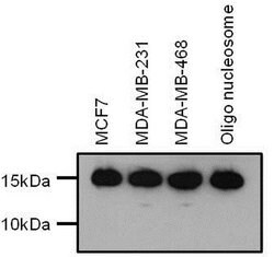Invitrogen H3K9me2 Polyclonal Antibody 100 &mu;g; Unconjugated:Antibodies,