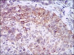 Invitrogen HAS3 Monoclonal Antibody (3C9) 100 &mu;g; Unconjugated:Antibodies,