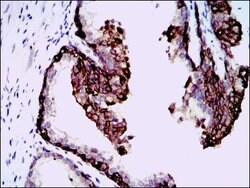 Invitrogen HAS3 Monoclonal Antibody (3C9) 100 &mu;g; Unconjugated:Antibodies,