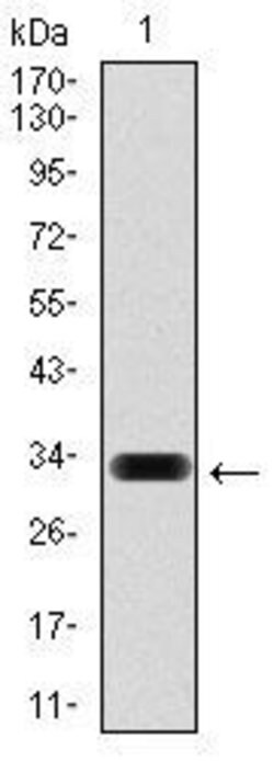 Invitrogen HAS3 Monoclonal Antibody (3C9) 100 &mu;g; Unconjugated:Antibodies,