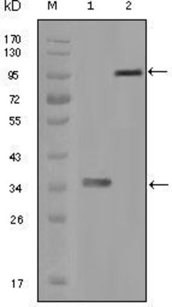 Invitrogen HCK Monoclonal Antibody (3D12E10) 100 &mu;L | Buy Online | Invitrogen&trade; | Fisher Scientific