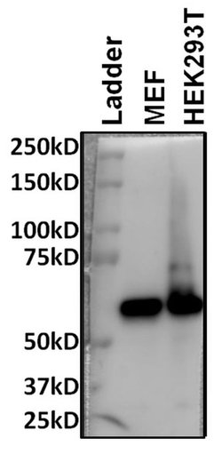 Invitrogen HDAC1 Polyclonal Antibody 100 &mu;g; Unconjugated:Antibodies,