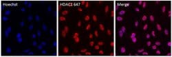 Invitrogen™ HDAC1 Polyclonal Antibody, Alexa Fluor™ 647