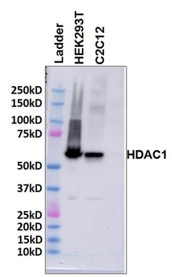Invitrogen HDAC1 Polyclonal Antibody 100 &mu;g; Unconjugated:Antibodies,