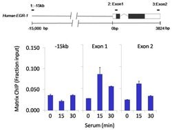 Invitrogen HDAC3 Monoclonal Antibody (7G6C5) 100 &mu;L; Unconjugated:Antibodies,