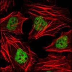 Invitrogen HDAC3 Monoclonal Antibody (7G6C5) 100 &mu;L; Unconjugated:Antibodies,