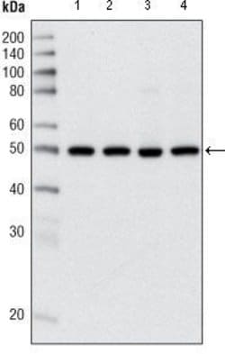 Invitrogen HDAC3 Monoclonal Antibody (7G6C5) 100 &mu;L; Unconjugated:Antibodies,