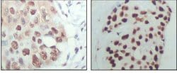 Invitrogen HDAC3 Monoclonal Antibody (3A7B5) 100 &mu;L; Unconjugated:Antibodies,