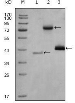 Invitrogen HDAC3 Monoclonal Antibody (3A7B5) 100 &mu;L; Unconjugated:Antibodies,