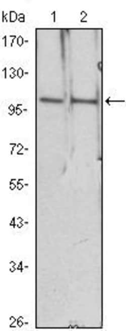 Invitrogen HDAC4 Monoclonal Antibody (7B2) 100 &mu;L; Unconjugated:Antibodies,