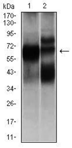 Invitrogen HEXA Monoclonal Antibody (3F10) 100 &mu;g; Unconjugated:Antibodies,