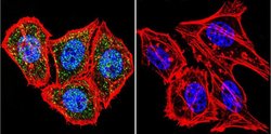 Invitrogen HIF-1 beta Monoclonal Antibody (2B10) 100 &mu;L; Unconjugated:Antibodies,