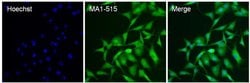 Invitrogen HIF-1 beta Monoclonal Antibody (2B10) 100 &mu;L; Unconjugated:Antibodies,